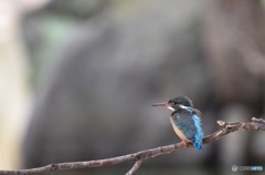 優しいカワセミ