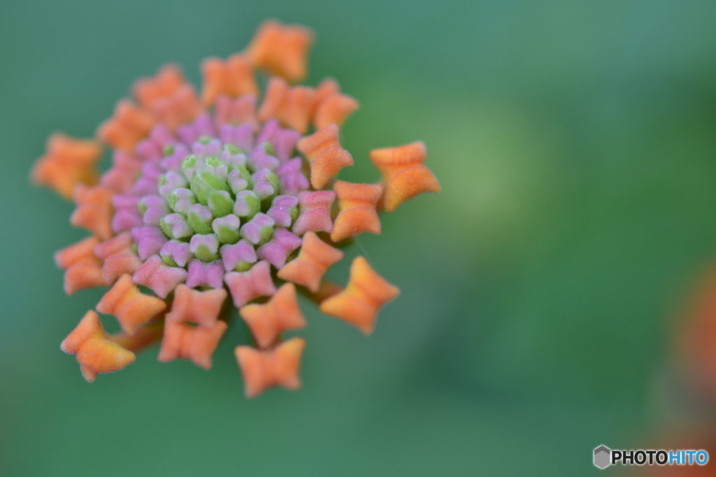 Lantana