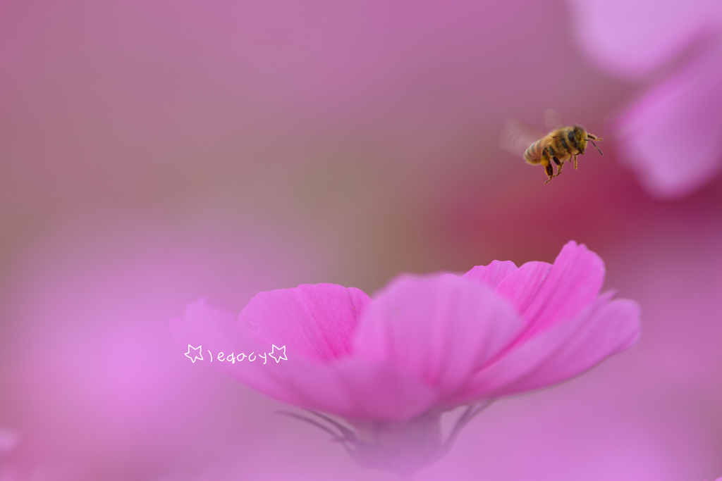 秋の桜