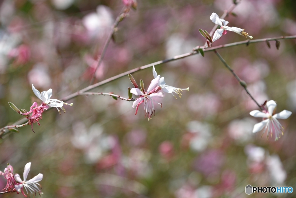 公園の花壇