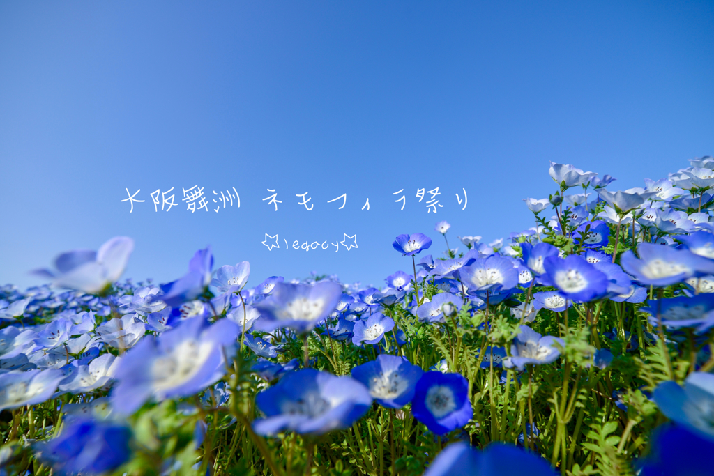 ネモフィラ祭り