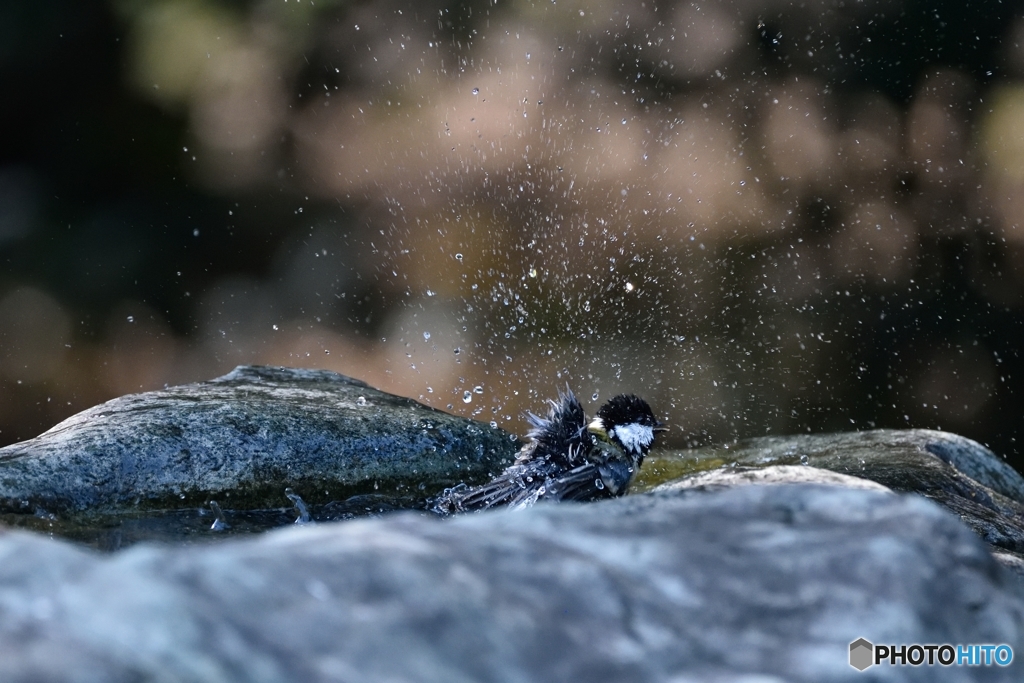 水浴び〜シジュウカラ〜