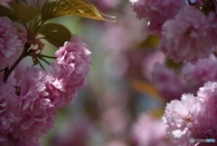 公園の桜２