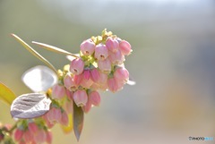 ブルーベリーの花