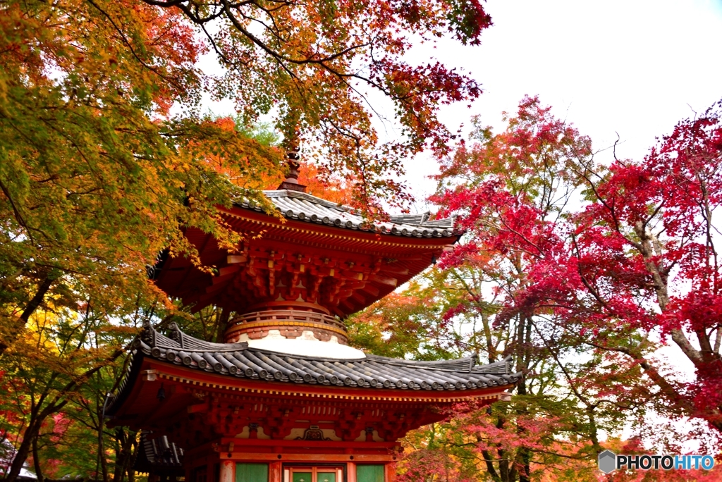 紅葉を求めて