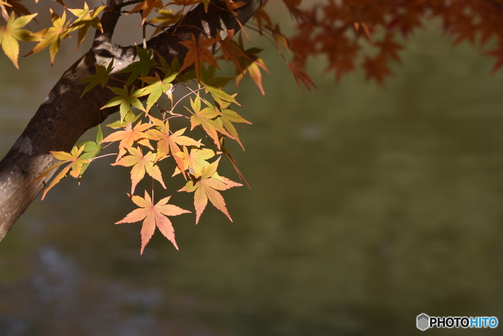 紅葉を楽しむ