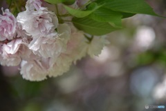 公園の桜