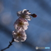 十月桜２