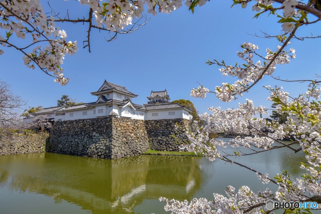 桜とお城