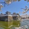 桜とお城