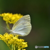 モンシロチョウ