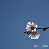 十月桜