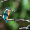 光るカワセミ