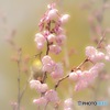 春の夢中