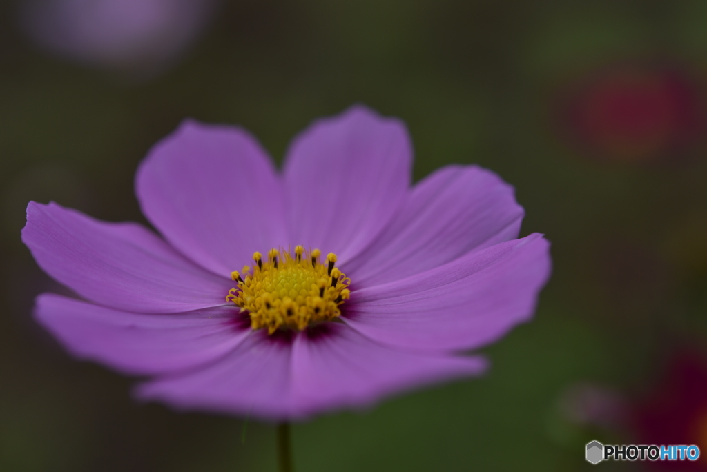 秋桜