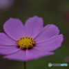 秋桜