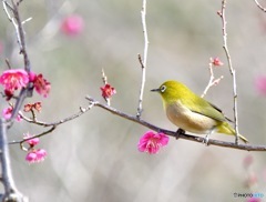 梅ジロー 〜カムバック〜