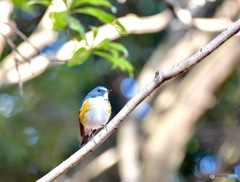 青い鳥