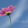 秋桜