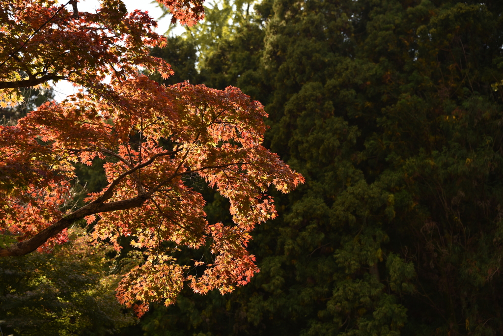 紅葉を探して２