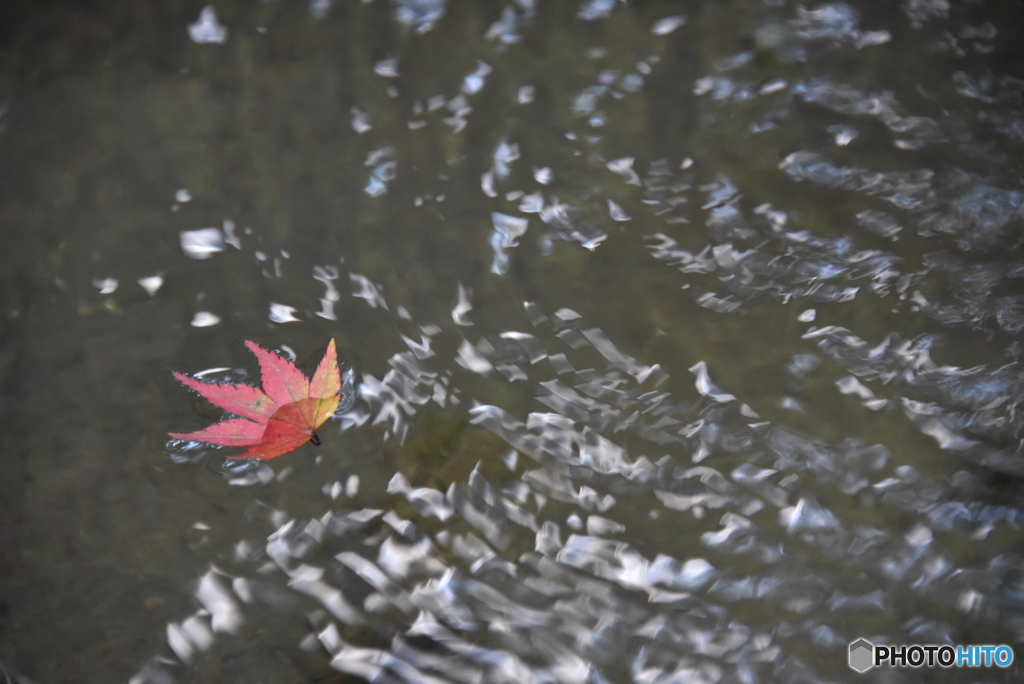 紅葉を探して３