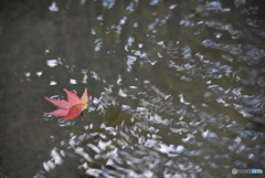 紅葉を探して３