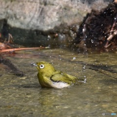 メジロの水浴び