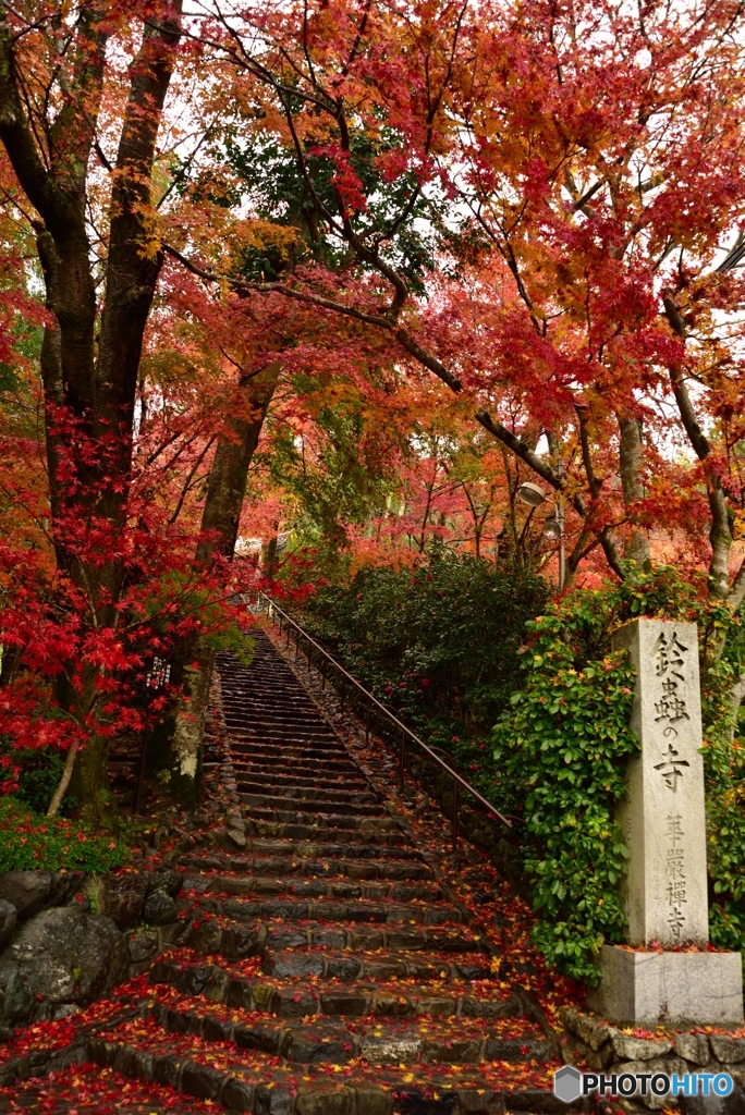 鈴虫の鳴く寺