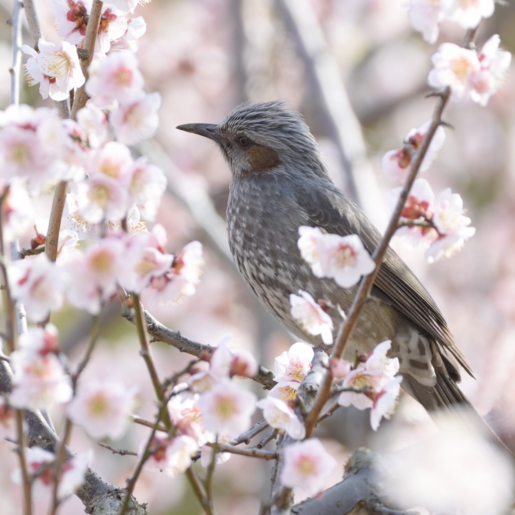 お花見２