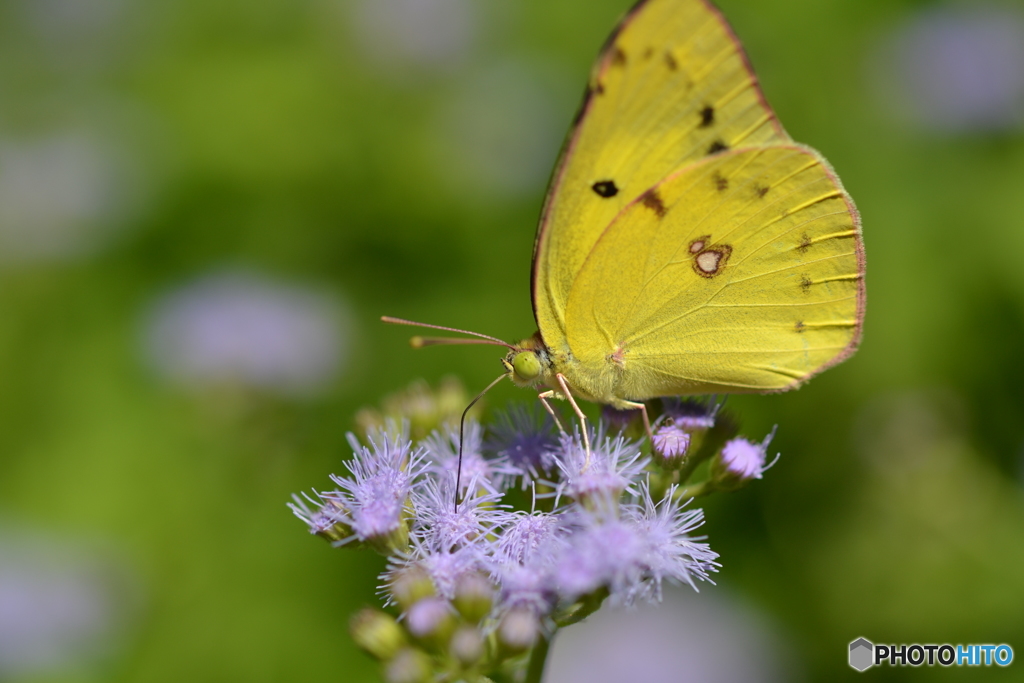 Colias erate