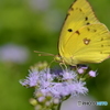 Colias erate