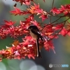 紅葉狩り ３