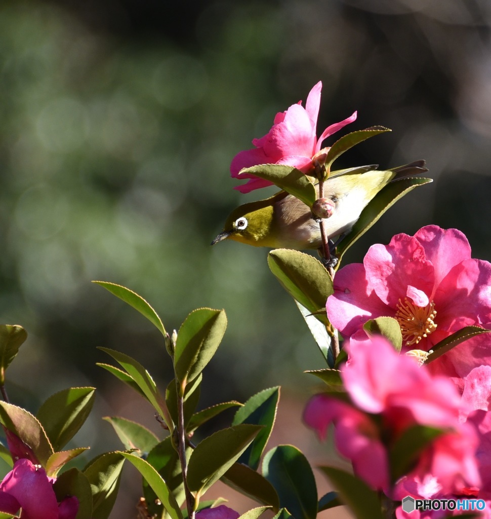 山茶花とメジロ