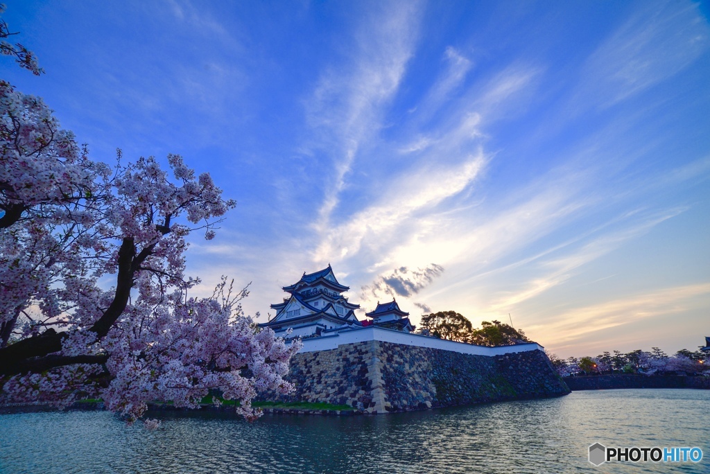 桜と岸和田城