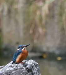 カワセミ