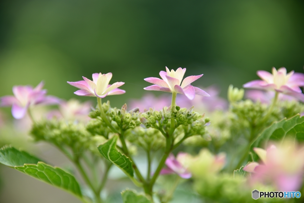 紫陽花