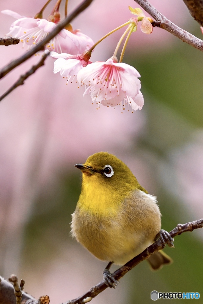 桜シャワー