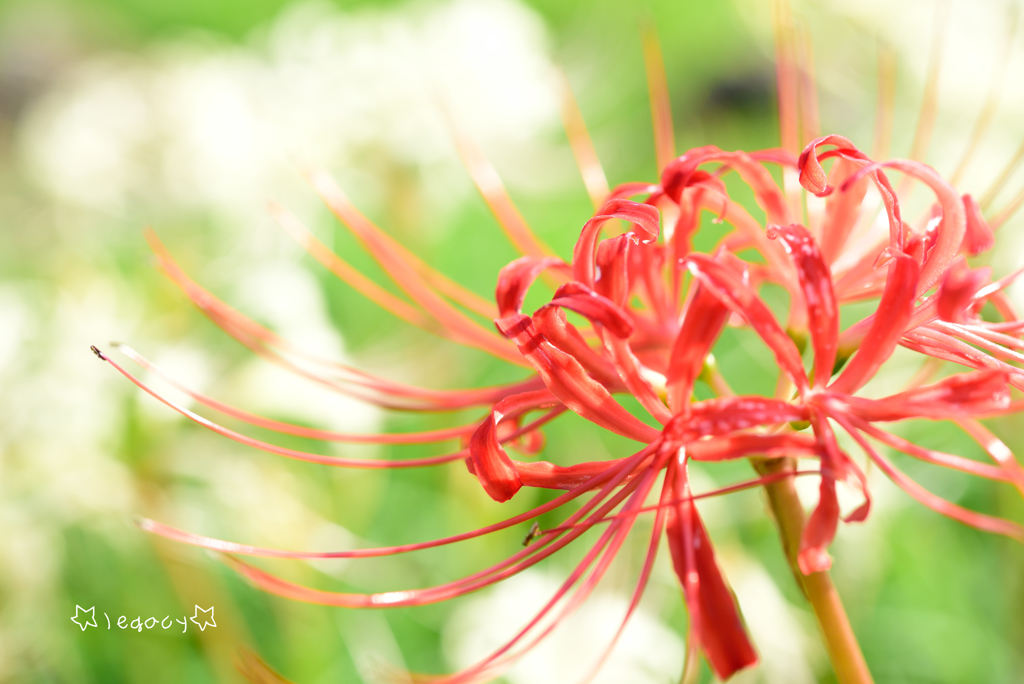 ９月の花嫁