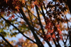 紅葉を探して