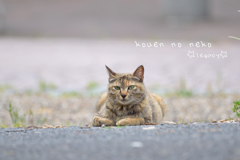 公園のにゃんこ