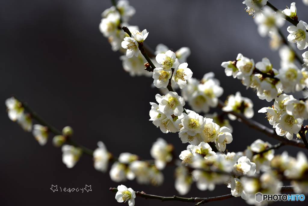 梅の花