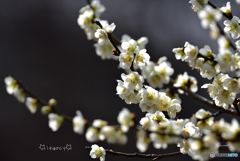 梅の花