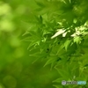 背景、新緑の候