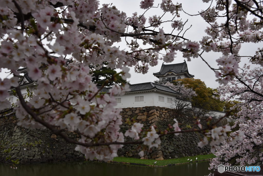 桜とお城