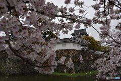 桜とお城