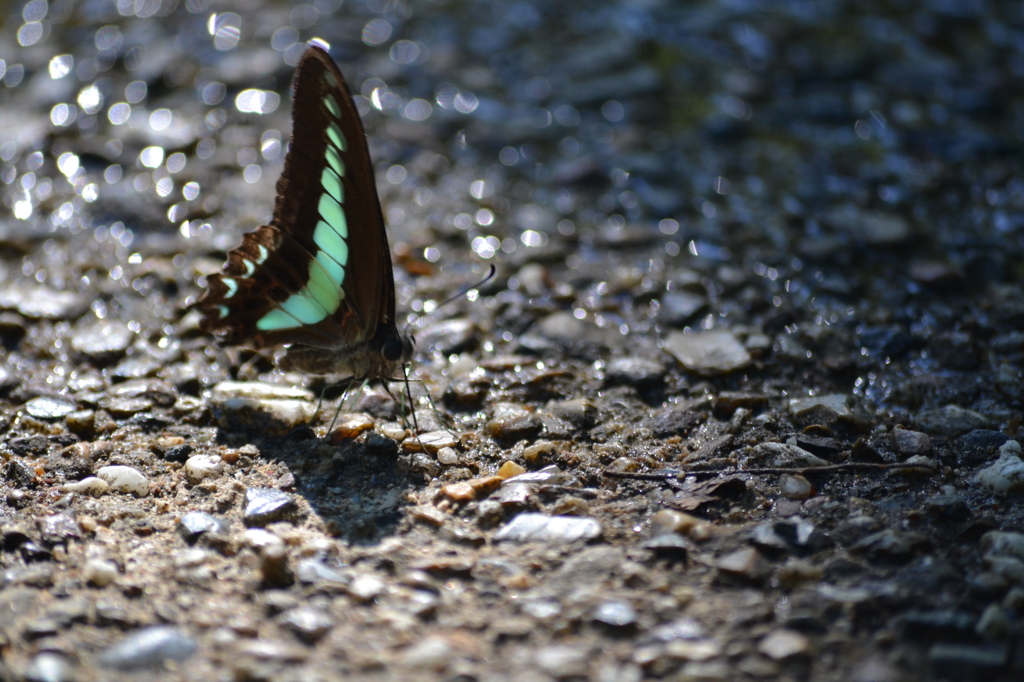 チョウチョ発見