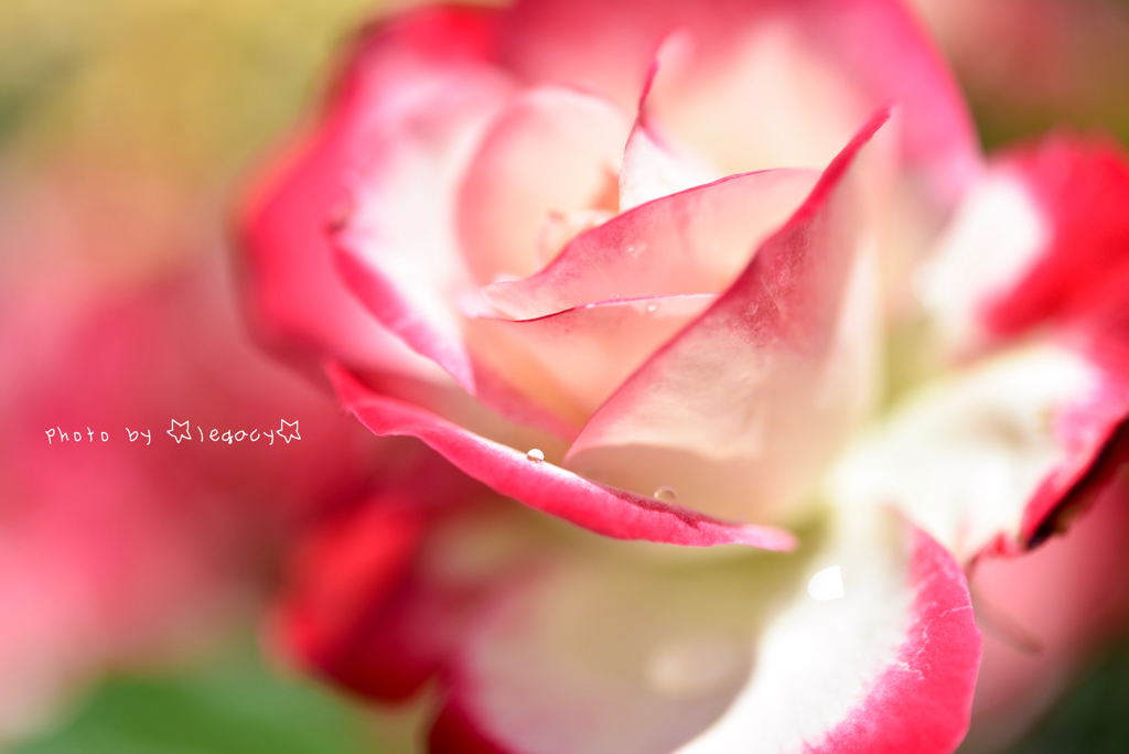 ☆legacy☆rose