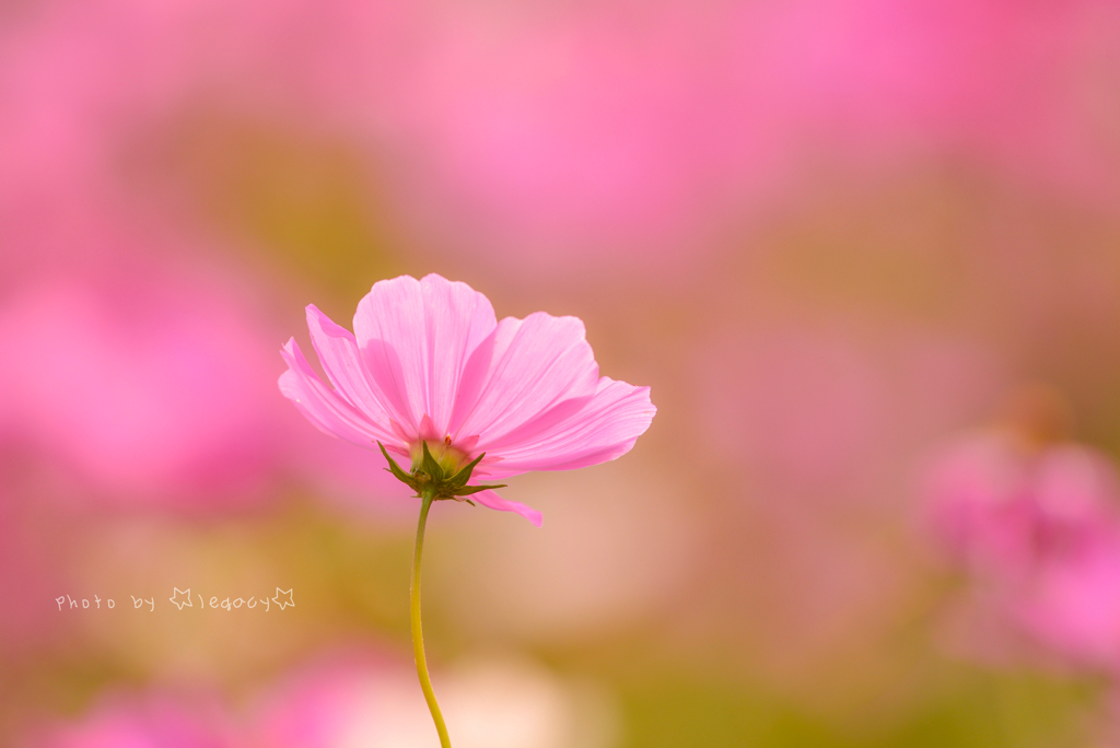 秋桜