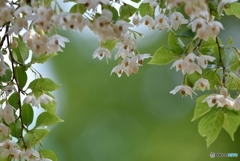 木（気）になる花