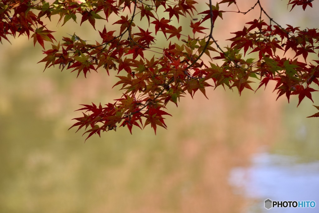 紅葉２